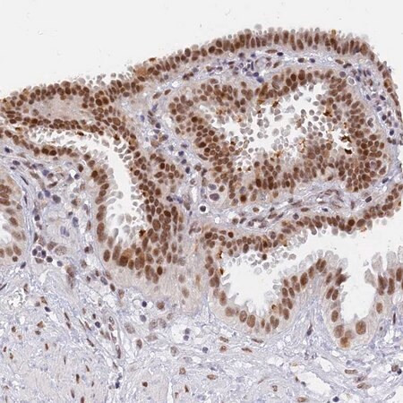 anti-dpy30 antibody produced in rabbit