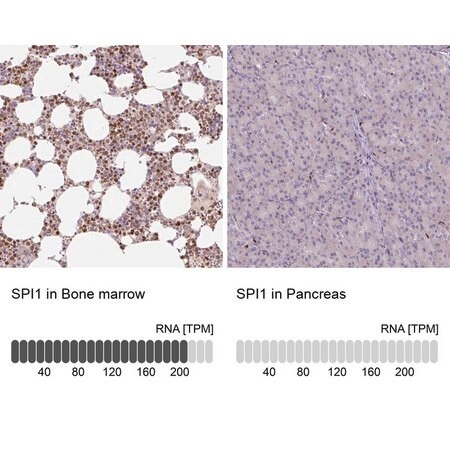 anti-spi1 antibody produced in rabbit