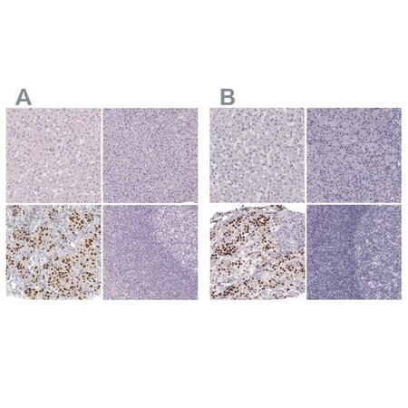 anti-pou1f1 antibody produced in rabbit (c15-1460-365)