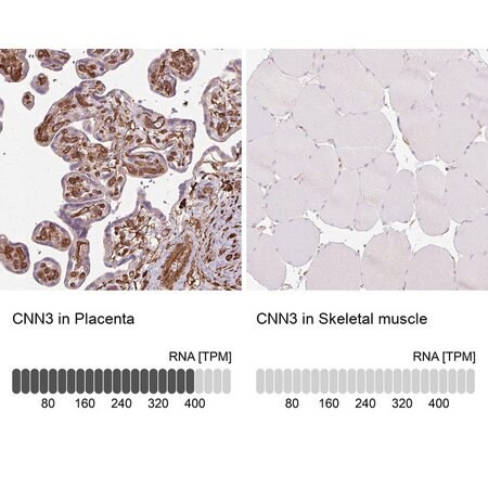 anti-cnn3 antibody produced in rabbit