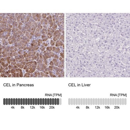 anti-cel antibody produced in rabbit