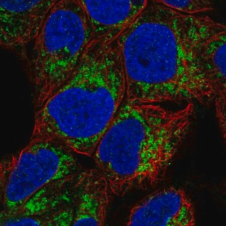 anti-maoa antibody produced in rabbit (c15-1461-798)