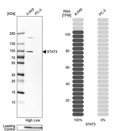 anti-stat3 antibody produced in rabbit