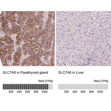 anti-slc7a8 antibody produced in rabbit (c15-1463-602)