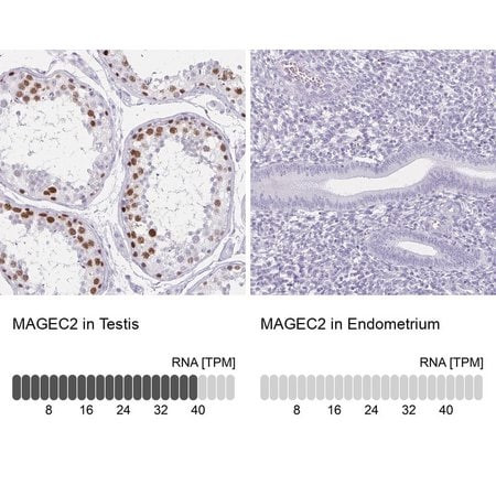 anti-magec2 antibody produced in rabbit