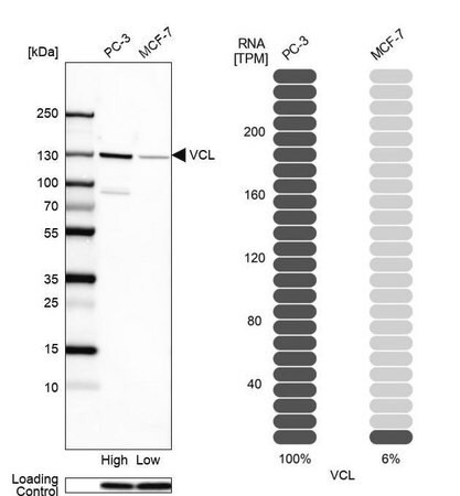 anti-vcl antibody produced in rabbit (c15-1464-483)