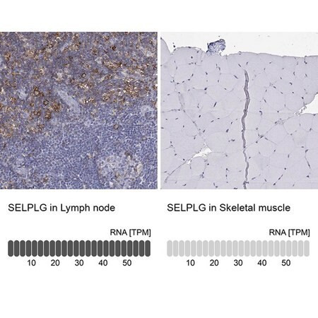 anti-selplg antibody produced in rabbit