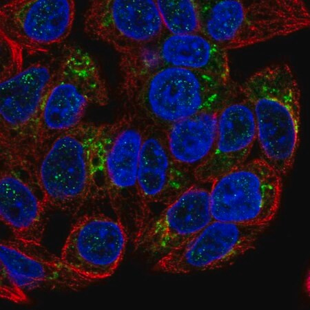 anti-gdf15 antibody produced in rabbit (c15-1465-936)