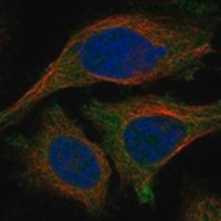 anti-tulp2 antibody produced in rabbit