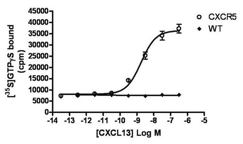 chemiscreen membrane preparation recombinant human cxcr5 chemokine receptor