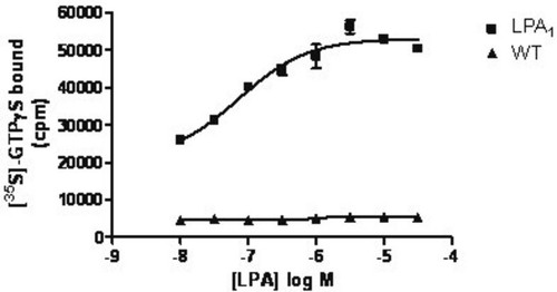 chemiscreen membrane preparation recombinant human lpa1 lysophospholipid receptor