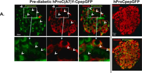 monoclonal anti-insulin antibody produced in mouse (c15-1468-162)