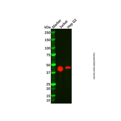 recombinant foxp3 antibody (c09-1573-968)