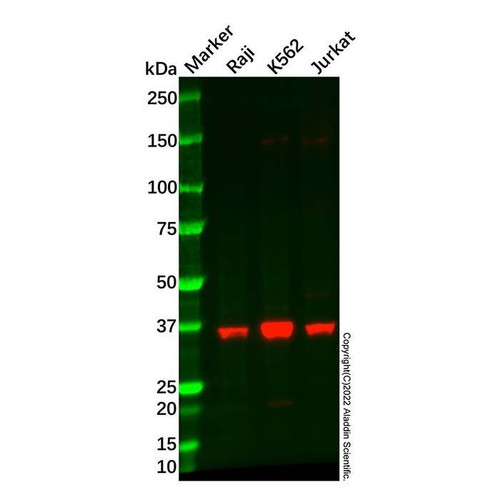 recombinant pim2 antibody (c09-1574-125)