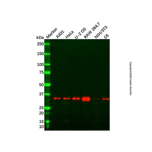recombinant tfiib antibody (c09-1574-211)