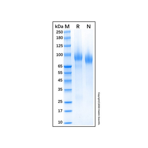 recombinant human erbb3/her3 protein (c09-1610-133)