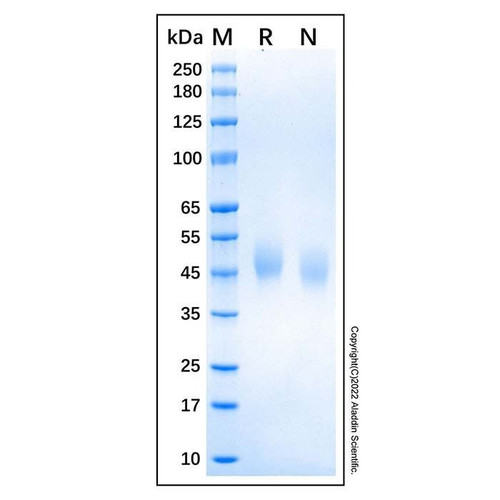 recombinant human upar protein (c09-1610-182)