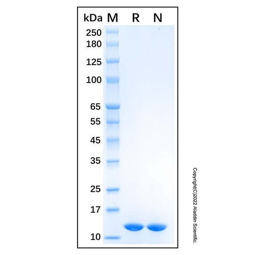 recombinant human cystatin a protein (c09-1610-210)