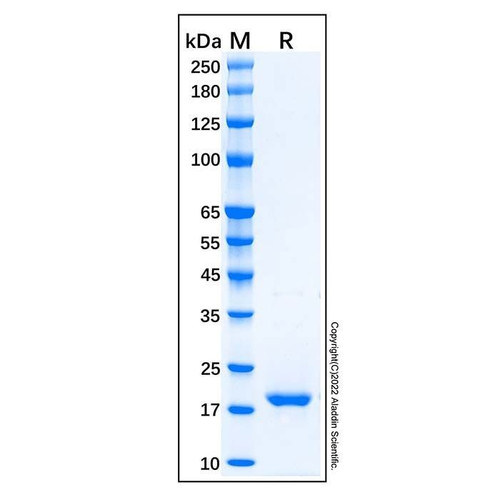recombinant human trail protein (c09-1610-244)