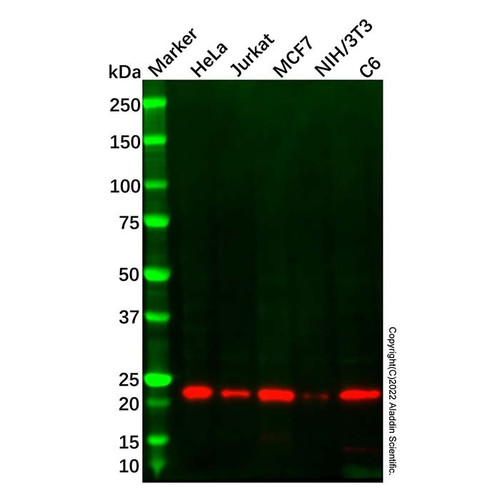 recombinant crcp antibody (c09-1610-586)