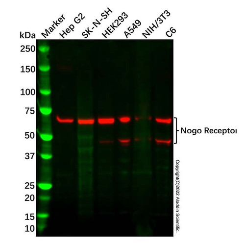 recombinant nogo receptor antibody (c09-1611-104)