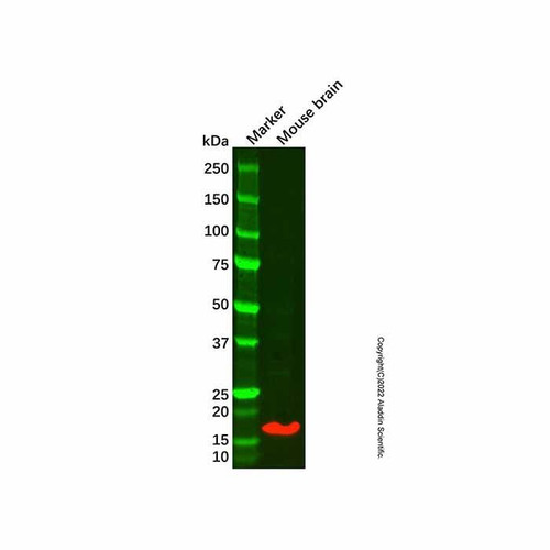 alpha-synuclein mouse mab (c09-1612-515)