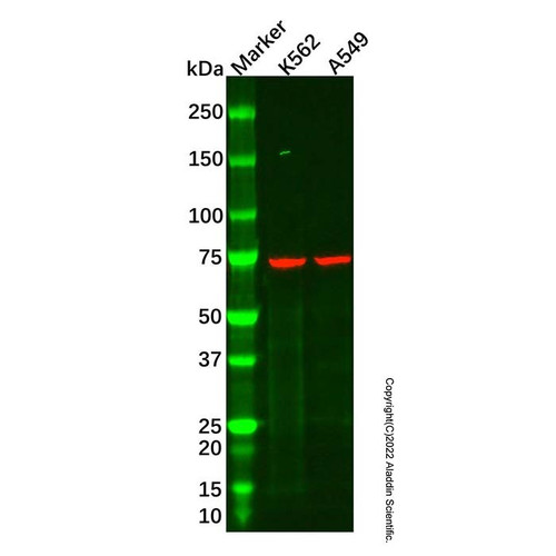 hsp70 mouse mab (c09-1612-559)