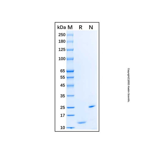 recombinant human ccl24/eotaxin-2/mpif-2 protein (c09-1612-983)