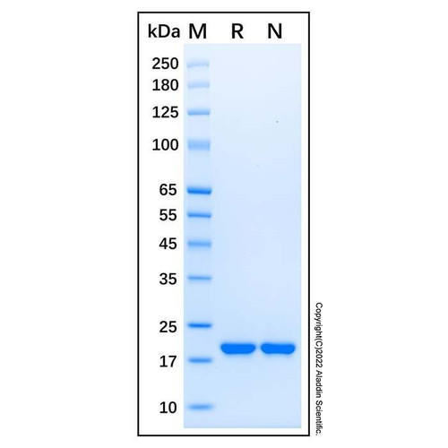 recombinant human sonic hedgehog/shh (c24ii) protein (c09-1613-084)