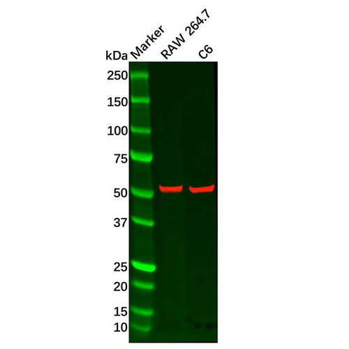 recombinant adipose triglyceride lipase antibody