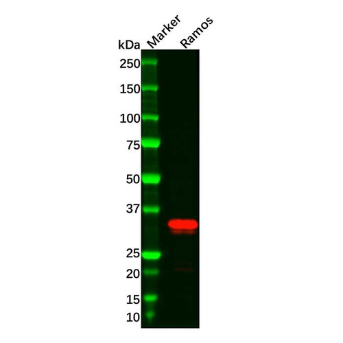 recombinant cd20 antibody