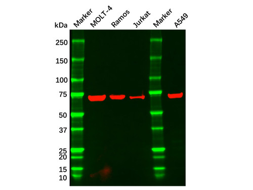 cd42b mouse mab