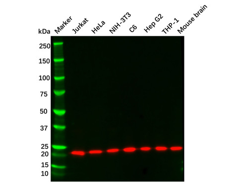 recombinant cdc42 antibody