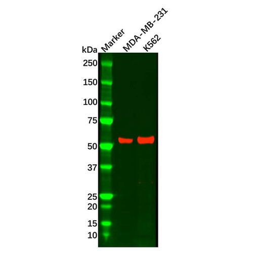 recombinant e2f4 antibody