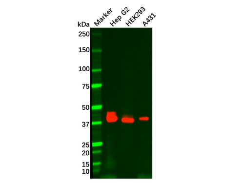 recombinant epcam antibody