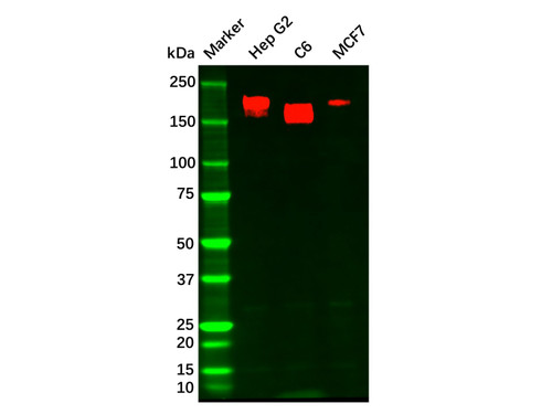 recombinant her3/erbb3 antibody