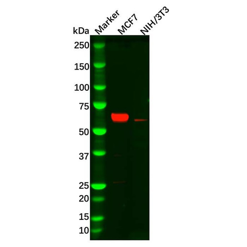 recombinant estrogen receptor alpha antibody