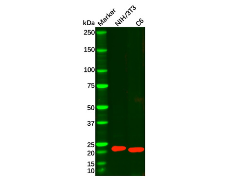 ferritin light chain mouse mab
