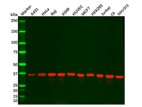 recombinant gapdh antibody