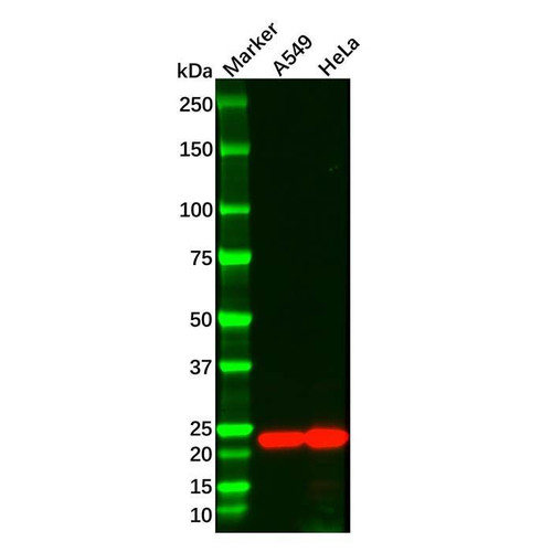recombinant interferon beta antibody