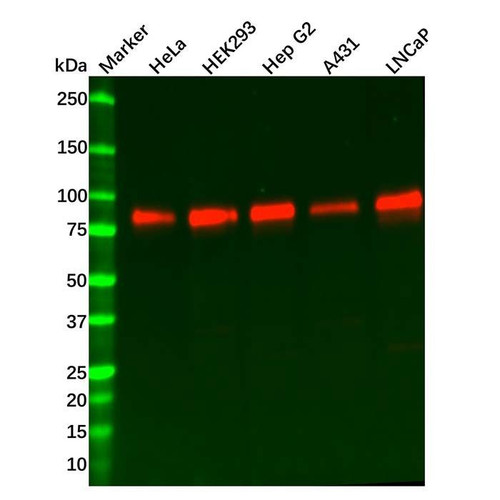 recombinant kat2b/pcaf antibody