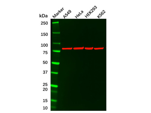 ku80 mouse mab