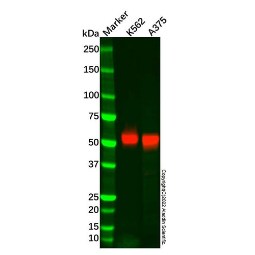 recombinant magec2 antibody
