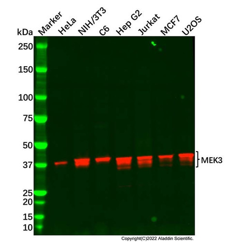 recombinant mek3 antibody