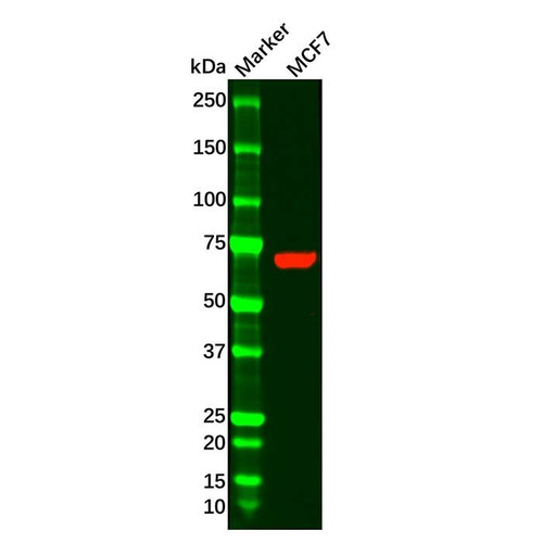 pck1/pepc antibody