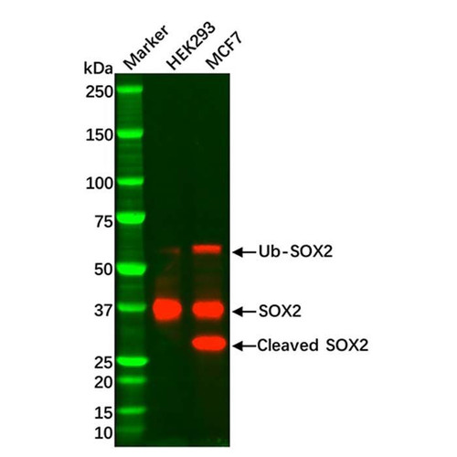 recombinant sox2 antibody