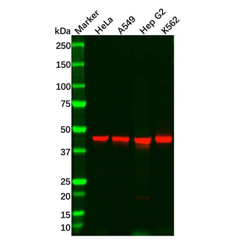 recombinant wdr4 antibody
