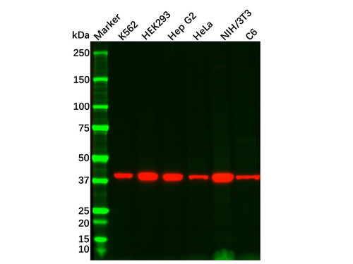 recombinant wnt16 antibody