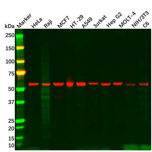 xiap antibody