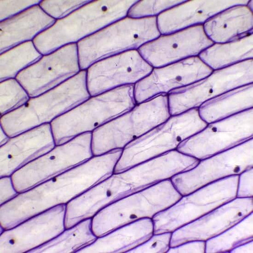 prepsld onion skin cs